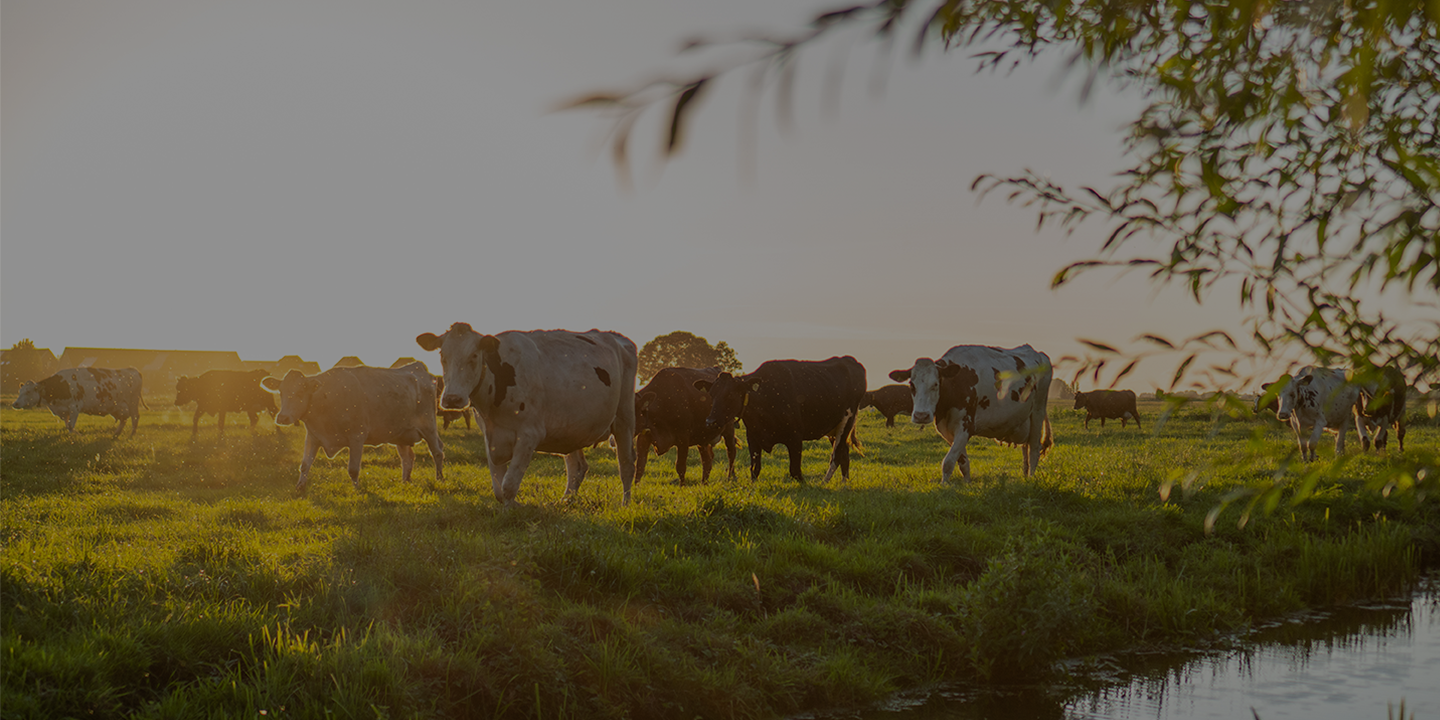 Dairy cattle walking in sunny field.