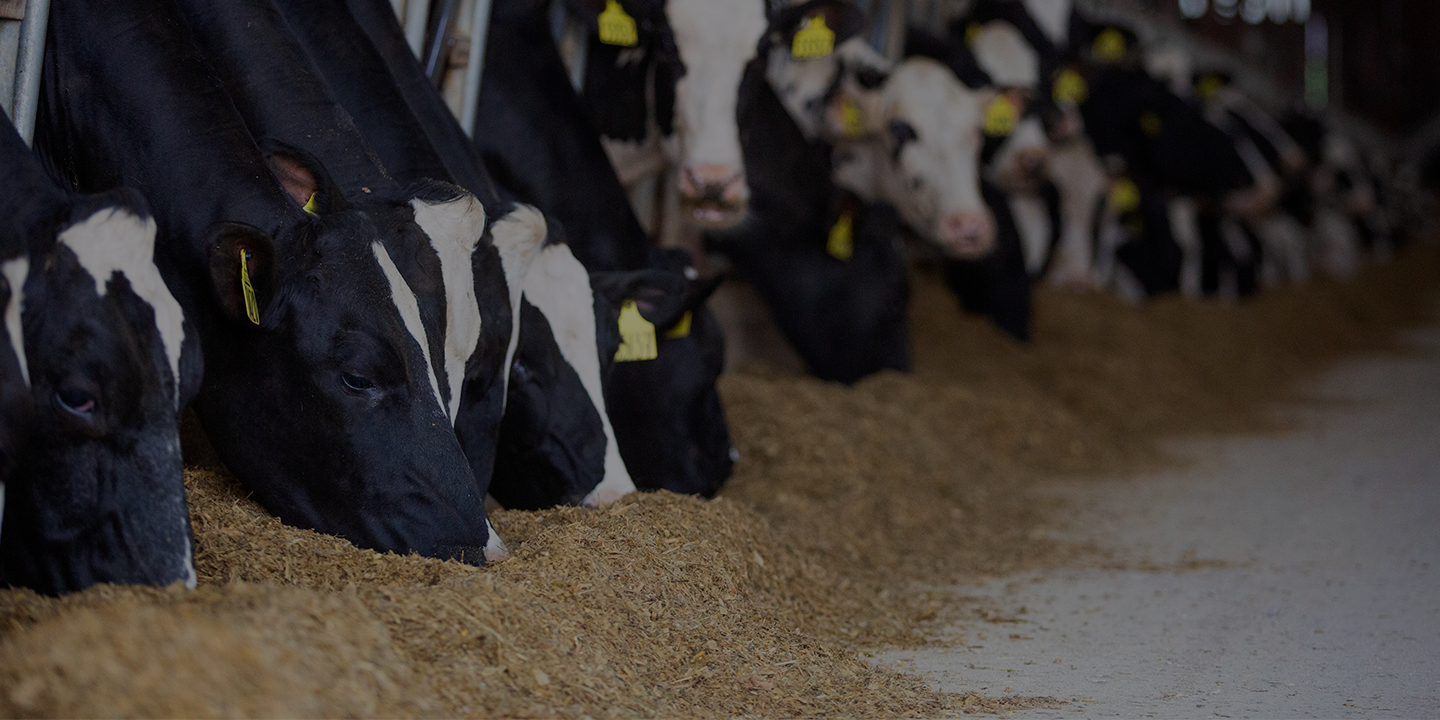 FAQ_1440720 Page Banner Dairy cattle eating at bunk.