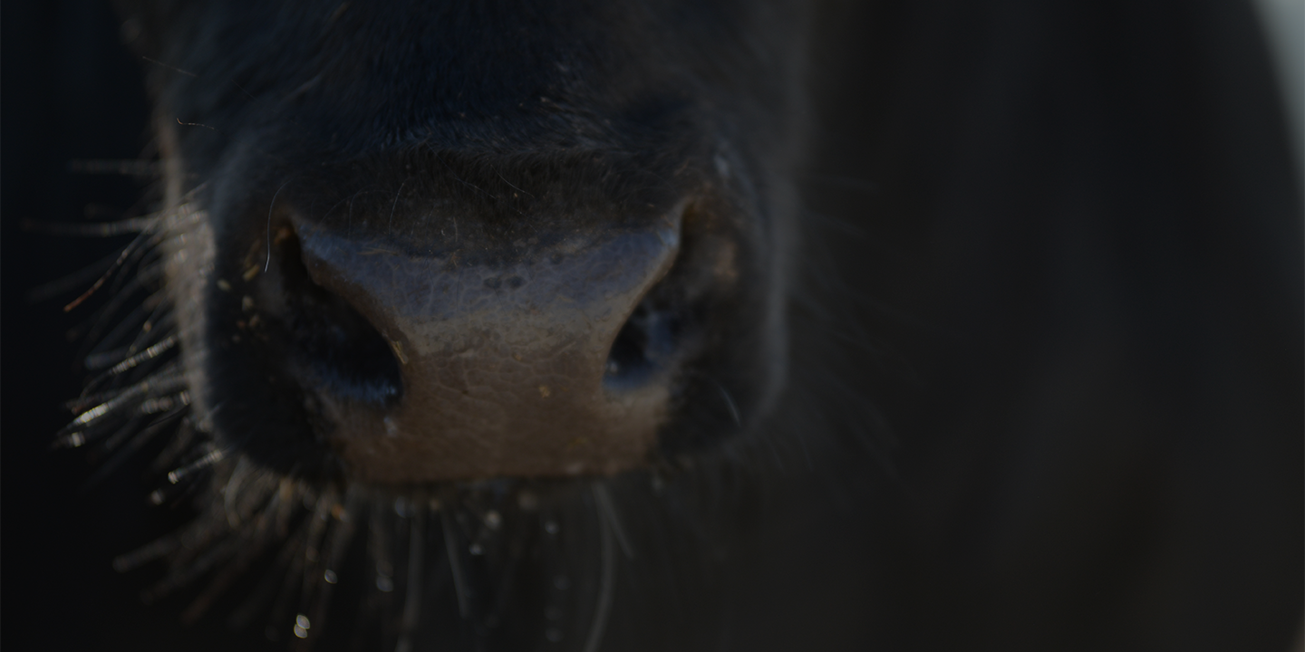Meet The Team_1440720 Page Banner Beef cow nose.