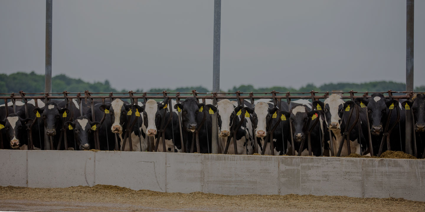 Products & Solutions_1440720 Page Banner Dairy cows lined up at feed bunk.