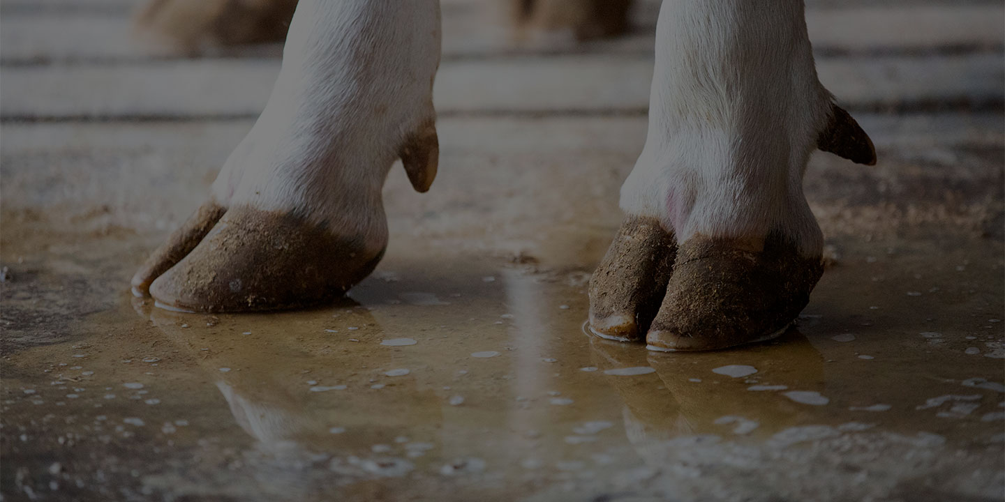 Products & Solutions_1440720 Page Banner Holstein cow hoofs.