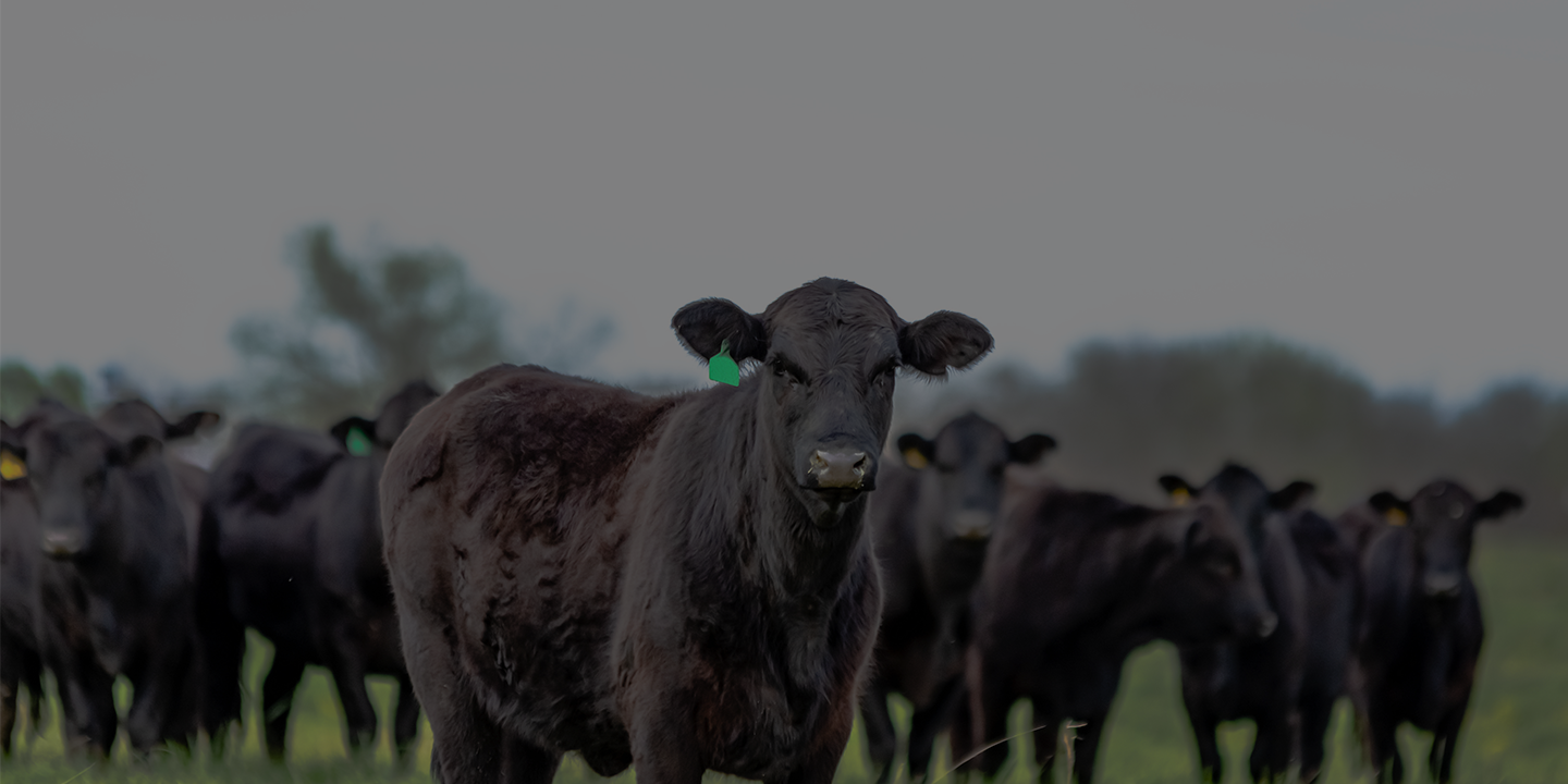 Filtered_Climate-Smart_1440720 Page Banner Angus cattle standing in field.