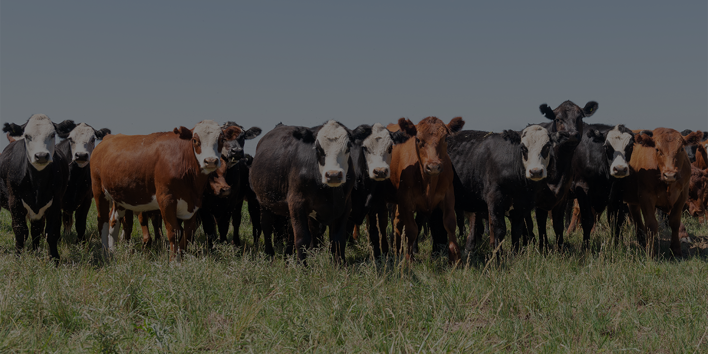 Low Carbon Beef_1440720 Page Banner Cattle lined up in a pasture.