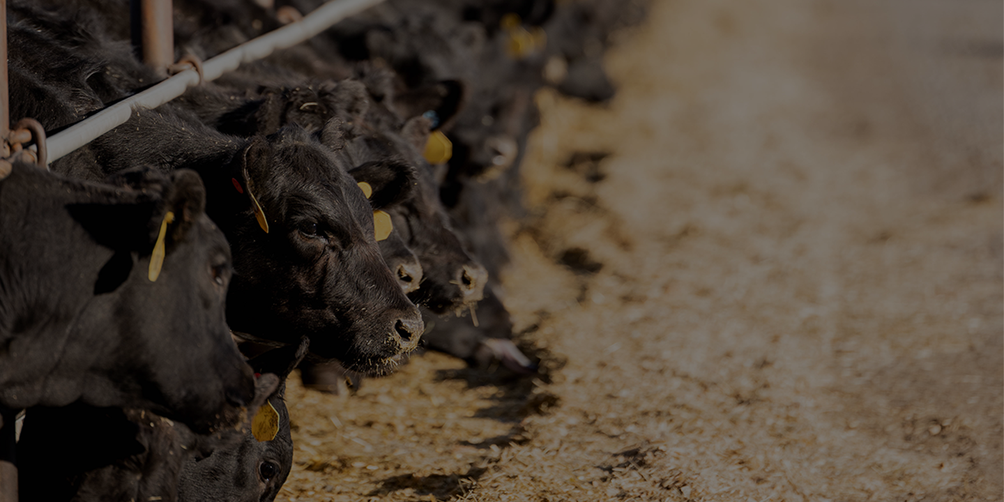 GeneNet_1440720 Page Banner Cattle at feed bunk.