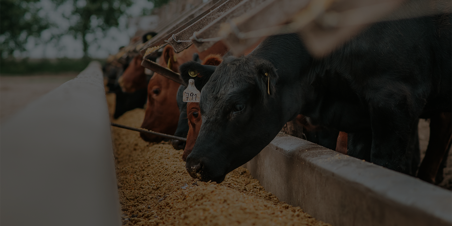 USDA PVP_1440720 Page Banner Beef cattle eating corn.