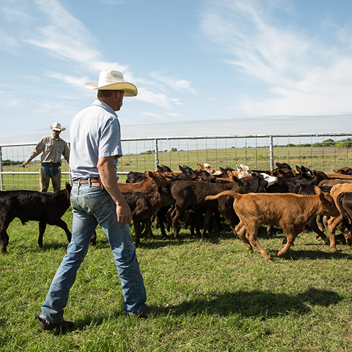 Cattlemen gathering young stock.