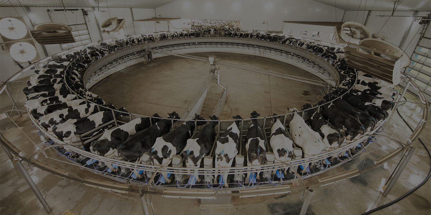 Low Carbon Dairy_1440720 Page Banner Dairy cows on a rotary parlor.