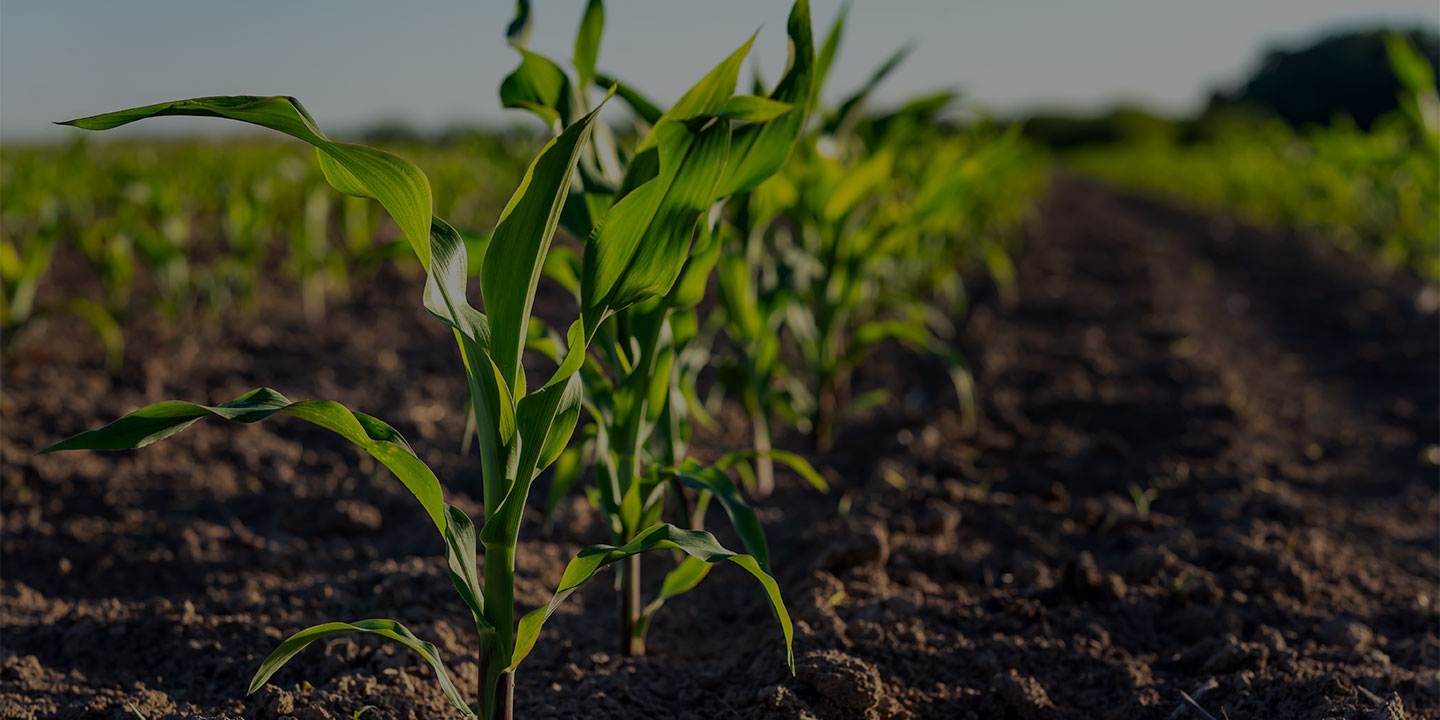 Corn growing in field.