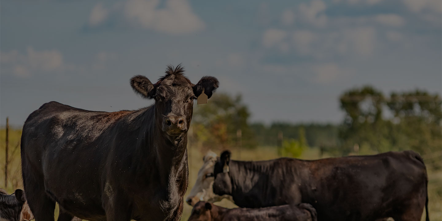 Low Carbon Programs_1440720 Page Banner Beef cattle standing in pasture.