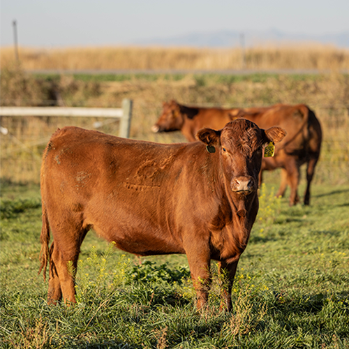 Beef steer standing in a pasture.