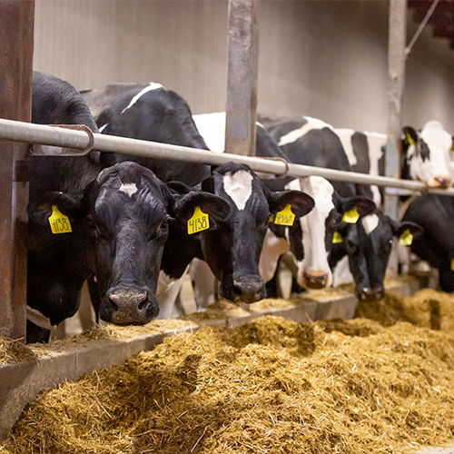 Three dairy cows in a barn looking at the camera.