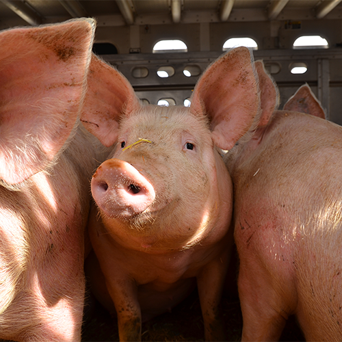 Pig in a trailer.